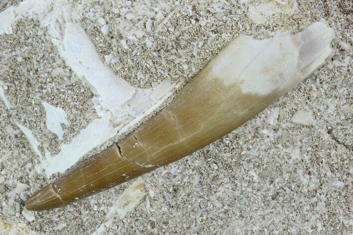 Fossil Plesiosaur (Zarafasaura) Tooth - Morocco #127453